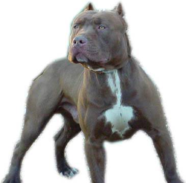 mon chien dreser